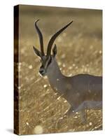 Grant's Gazelle, Masai Mara National Reserve, Kenya, East Africa, Africa-James Hager-Stretched Canvas