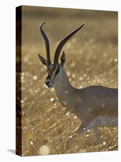 Grant's Gazelle, Masai Mara National Reserve, Kenya, East Africa, Africa-James Hager-Stretched Canvas
