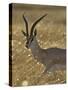 Grant's Gazelle, Masai Mara National Reserve, Kenya, East Africa, Africa-James Hager-Stretched Canvas