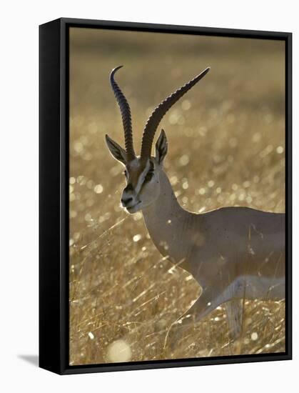 Grant's Gazelle, Masai Mara National Reserve, Kenya, East Africa, Africa-James Hager-Framed Stretched Canvas