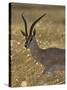 Grant's Gazelle, Masai Mara National Reserve, Kenya, East Africa, Africa-James Hager-Stretched Canvas