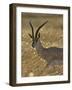 Grant's Gazelle, Masai Mara National Reserve, Kenya, East Africa, Africa-James Hager-Framed Photographic Print