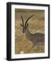 Grant's Gazelle, Masai Mara National Reserve, Kenya, East Africa, Africa-James Hager-Framed Photographic Print