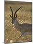 Grant's Gazelle, Masai Mara National Reserve, Kenya, East Africa, Africa-James Hager-Mounted Photographic Print