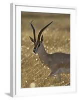 Grant's Gazelle, Masai Mara National Reserve, Kenya, East Africa, Africa-James Hager-Framed Photographic Print