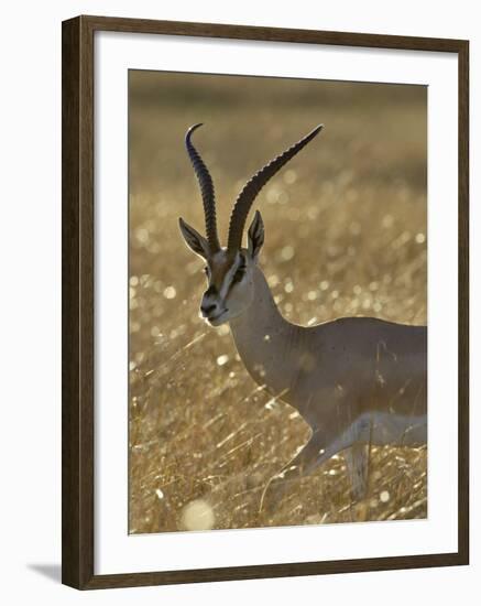 Grant's Gazelle, Masai Mara National Reserve, Kenya, East Africa, Africa-James Hager-Framed Photographic Print