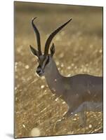 Grant's Gazelle, Masai Mara National Reserve, Kenya, East Africa, Africa-James Hager-Mounted Photographic Print