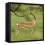 Grant's Gazelle Portrait-Joe McDonald-Framed Stretched Canvas