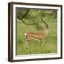 Grant's Gazelle Portrait-Joe McDonald-Framed Photographic Print