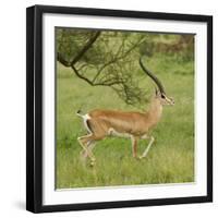 Grant's Gazelle Portrait-Joe McDonald-Framed Photographic Print