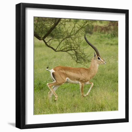 Grant's Gazelle Portrait-Joe McDonald-Framed Photographic Print