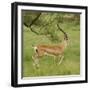 Grant's Gazelle Portrait-Joe McDonald-Framed Photographic Print