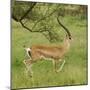 Grant's Gazelle Portrait-Joe McDonald-Mounted Photographic Print