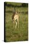 Grant's Gazelle-Mary Ann McDonald-Stretched Canvas