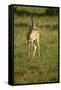 Grant's Gazelle-Mary Ann McDonald-Framed Stretched Canvas