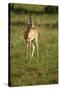 Grant's Gazelle-Mary Ann McDonald-Stretched Canvas