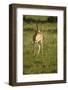 Grant's Gazelle-Mary Ann McDonald-Framed Photographic Print