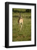 Grant's Gazelle-Mary Ann McDonald-Framed Photographic Print