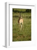 Grant's Gazelle-Mary Ann McDonald-Framed Photographic Print