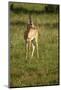 Grant's Gazelle-Mary Ann McDonald-Mounted Photographic Print