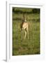 Grant's Gazelle-Mary Ann McDonald-Framed Photographic Print