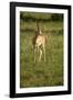 Grant's Gazelle-Mary Ann McDonald-Framed Photographic Print