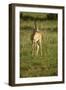 Grant's Gazelle-Mary Ann McDonald-Framed Photographic Print