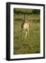 Grant's Gazelle-Mary Ann McDonald-Framed Photographic Print