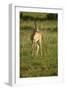 Grant's Gazelle-Mary Ann McDonald-Framed Photographic Print