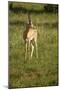 Grant's Gazelle-Mary Ann McDonald-Mounted Photographic Print