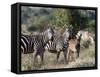 Grant's Zebra (Equus Quagga Boehmi), Lualenyi Game Reserve, Kenya, East Africa, Africa-Sergio Pitamitz-Framed Stretched Canvas