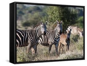 Grant's Zebra (Equus Quagga Boehmi), Lualenyi Game Reserve, Kenya, East Africa, Africa-Sergio Pitamitz-Framed Stretched Canvas