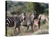 Grant's Zebra (Equus Quagga Boehmi), Lualenyi Game Reserve, Kenya, East Africa, Africa-Sergio Pitamitz-Stretched Canvas