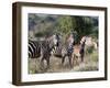 Grant's Zebra (Equus Quagga Boehmi), Lualenyi Game Reserve, Kenya, East Africa, Africa-Sergio Pitamitz-Framed Photographic Print