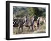 Grant's Zebra (Equus Quagga Boehmi), Lualenyi Game Reserve, Kenya, East Africa, Africa-Sergio Pitamitz-Framed Photographic Print