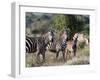 Grant's Zebra (Equus Quagga Boehmi), Lualenyi Game Reserve, Kenya, East Africa, Africa-Sergio Pitamitz-Framed Photographic Print