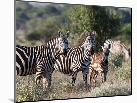 Grant's Zebra (Equus Quagga Boehmi), Lualenyi Game Reserve, Kenya, East Africa, Africa-Sergio Pitamitz-Mounted Photographic Print