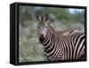 Grant's Zebra (Equus Quagga Boehmi), Lualenyi Game Reserve, Kenya, East Africa, Africa-Sergio Pitamitz-Framed Stretched Canvas