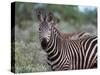 Grant's Zebra (Equus Quagga Boehmi), Lualenyi Game Reserve, Kenya, East Africa, Africa-Sergio Pitamitz-Stretched Canvas