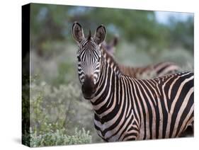 Grant's Zebra (Equus Quagga Boehmi), Lualenyi Game Reserve, Kenya, East Africa, Africa-Sergio Pitamitz-Stretched Canvas