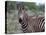 Grant's Zebra (Equus Quagga Boehmi), Lualenyi Game Reserve, Kenya, East Africa, Africa-Sergio Pitamitz-Stretched Canvas