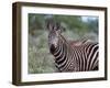 Grant's Zebra (Equus Quagga Boehmi), Lualenyi Game Reserve, Kenya, East Africa, Africa-Sergio Pitamitz-Framed Photographic Print