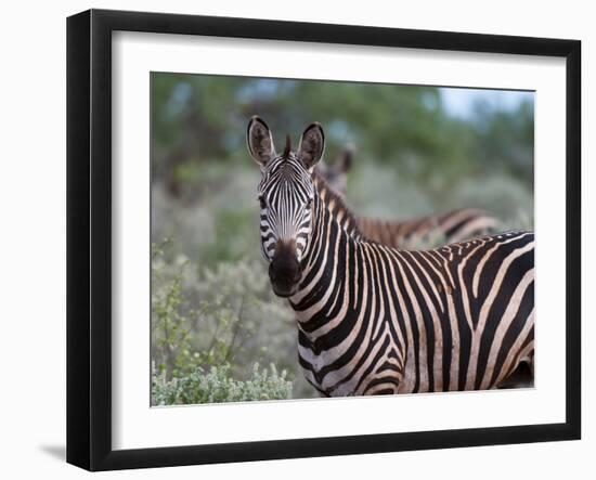 Grant's Zebra (Equus Quagga Boehmi), Lualenyi Game Reserve, Kenya, East Africa, Africa-Sergio Pitamitz-Framed Photographic Print