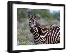 Grant's Zebra (Equus Quagga Boehmi), Lualenyi Game Reserve, Kenya, East Africa, Africa-Sergio Pitamitz-Framed Photographic Print