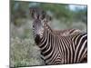 Grant's Zebra (Equus Quagga Boehmi), Lualenyi Game Reserve, Kenya, East Africa, Africa-Sergio Pitamitz-Mounted Photographic Print