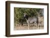 Grant's Zebra, Lualenyi Game Reserve, Kenya-Sergio Pitamitz-Framed Photographic Print