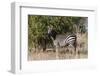 Grant's Zebra, Lualenyi Game Reserve, Kenya-Sergio Pitamitz-Framed Photographic Print