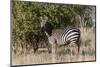Grant's Zebra, Lualenyi Game Reserve, Kenya-Sergio Pitamitz-Mounted Photographic Print
