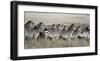 Grant's zebra, Masai Mara, Kenya-Frank Krahmer-Framed Art Print