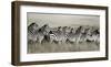 Grant's zebra, Masai Mara, Kenya-Frank Krahmer-Framed Art Print